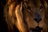 Кадр К.С. Льюис: За пределами Нарнии (видео)