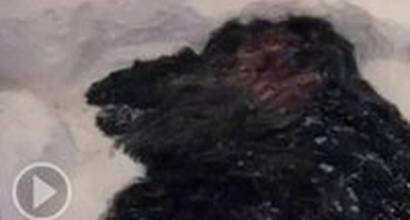 Red-band трейлер