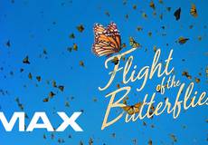 В кинотеатрах IMAX запорхают бабочки