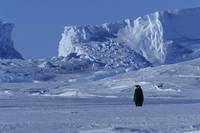 Кадр Птицы 2: Путешествие на край света