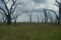 Кадр Звери дикого Юга