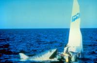 Кадр Челюсти 2