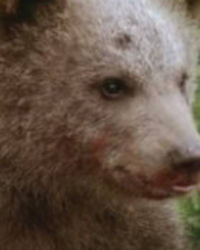 медведь Юк фото