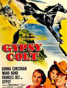 Gypsy Colt
