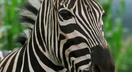 Кадр из фильма "Бешеные скачки" - 1