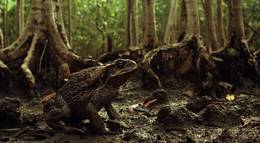 Кадр из фильма "Тростниковые жабы: Оккупация" - 2