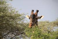 Кадр Африканское сафари 3D