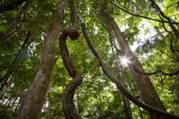 Кадр Шимпанзе