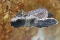 Кадр Большое путешествие вглубь океанов 3D: Возвращение