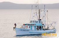 Кадр Золото дураков