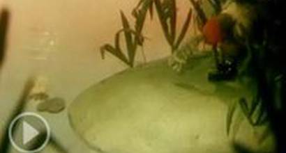 Мультфильм 