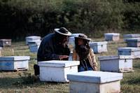 Кадр Пчеловод