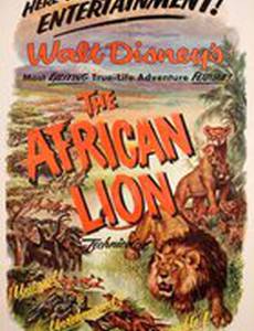 Африканский лев