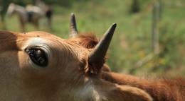 Кадр из фильма "Thou Wast Mild and Lovely" - 1