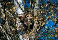 Кадр Кнут и его друзья