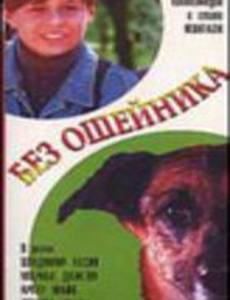 Без ошейника