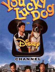 Везучий пес