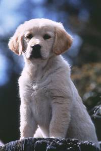 Кадр Наполеон