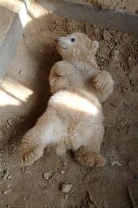 Кадр Кнут и его друзья