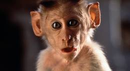 Кадр из фильма "Страна обезьян" - 2