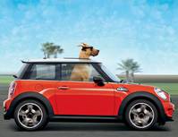 Постер Мармадюк