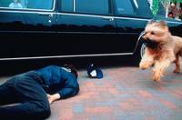 Кадр Главная собака