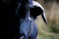 Кадр Кролик и бык