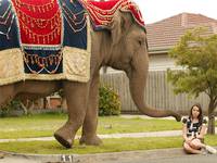 Кадр Слон и принцесса