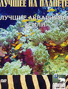 Animal Planet: Лучшее на планете. Лучшие аквариумы земли