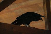 Кадр Дневники вампира