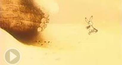 Мультфильм