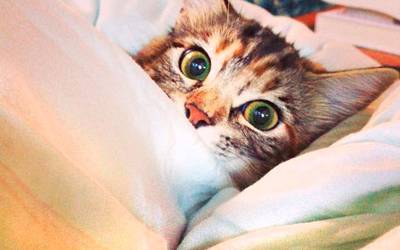 Звезды в соцсетях: Джаред Лето на канате, постельный кот и проклятье доктора Хауса