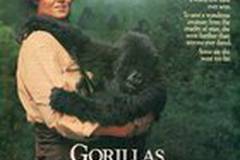 Гориллы в тумане