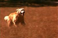 Кадр Дорога домой: Невероятное путешествие