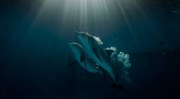 Кадр из фильма "История дельфина 2" - 1