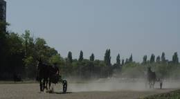 Кадр из фильма "Черные кошки" - 2