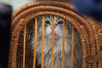 Кадр Девять жизней