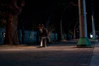 Кадр Воющий