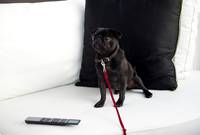 Кадр Молли Мун и волшебная книга гипноза