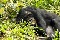 Кадр Бонобо