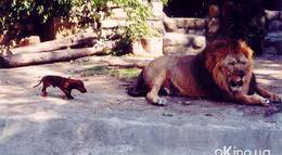 Кадр из фильма "Четыре таксиста и собака" - 2