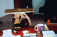 Кадр Главная собака