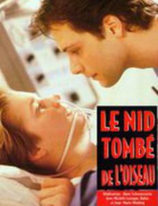 Гнездо, покинутое птицей