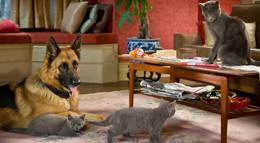 Кадр из фильма "Кошки против собак: Месть Китти Галор" - 2