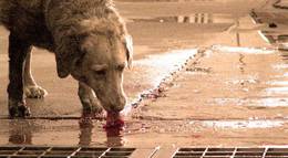 Кадр из фильма "И пес пожрал пса" - 2