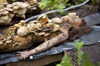 Кадр Ганнибал