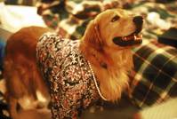 Кадр Король воздуха: Золотая лига