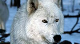 Кадр из фильма "Выживая с волками" - 2