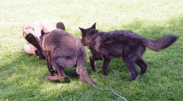 Кадр из фильма "Мизинец Будды" - 2