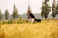 Кадр Ип Ман